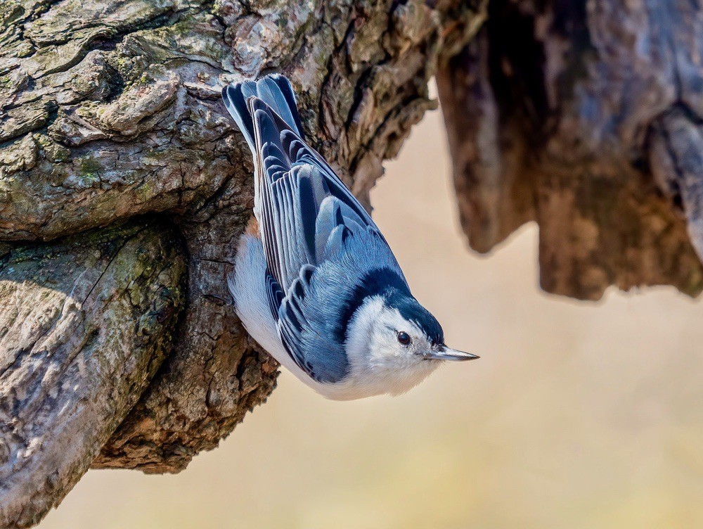 White-breasted Nuthatch in Green-Wood Cemetery by Rhododendrites is licensed under CC BY-SA 4.0.